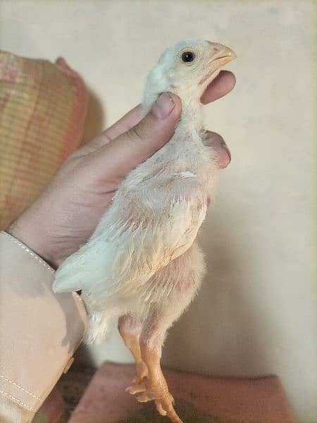 White O Shamo /Aseel chicks / king size / shamo chicks /high Quality 2