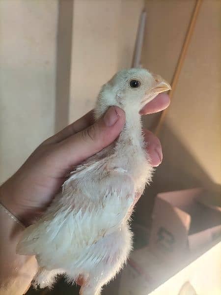 White O Shamo /Aseel chicks / king size / shamo chicks /high Quality 3