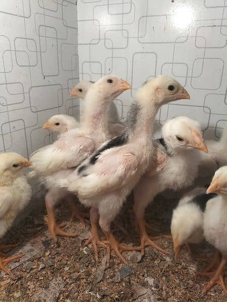 White O Shamo /Aseel chicks / king size / shamo chicks /high Quality 5