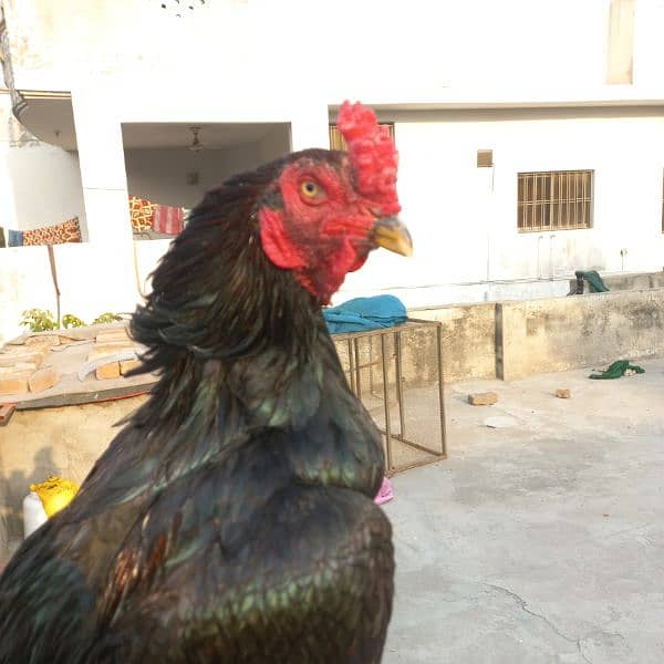 Lasani patha / murga , cheena breeder 2