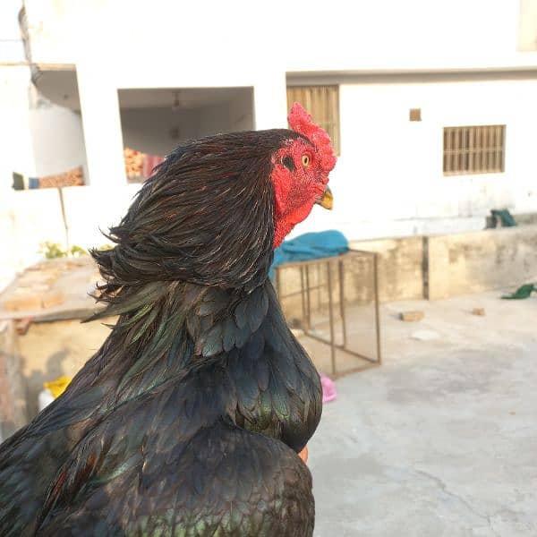 Lasani patha / murga , cheena breeder 3