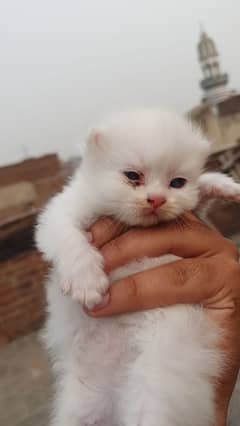 Puch face Persian Kittens  || Punch face Kittens