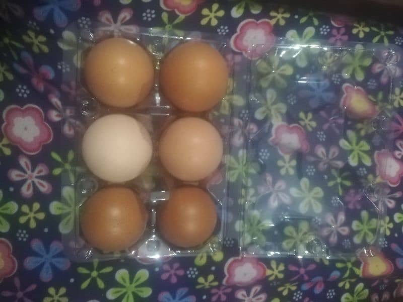 Rir, austrolop, golden misri, egg and duck chicks available 3