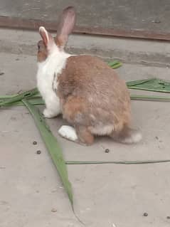 pure desi rabbit pair 03224186572