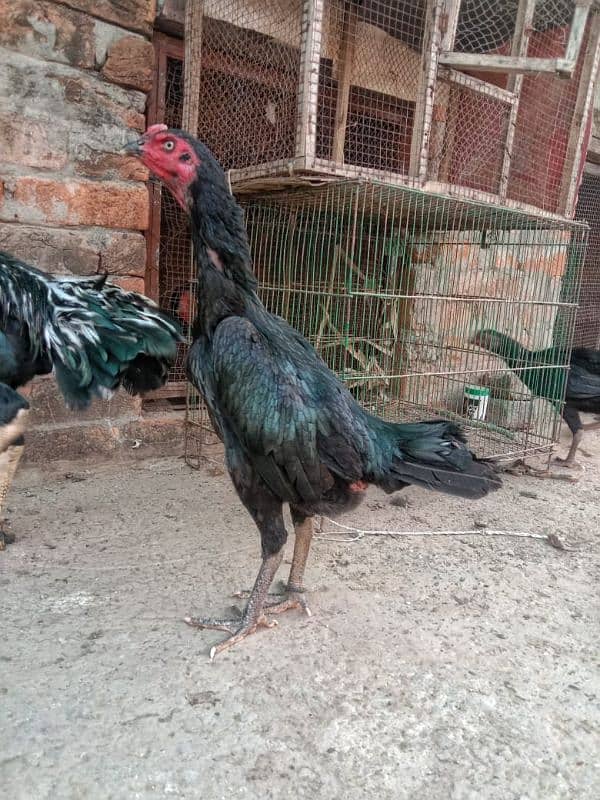 Imported Hens/High Quality Blood Line 3