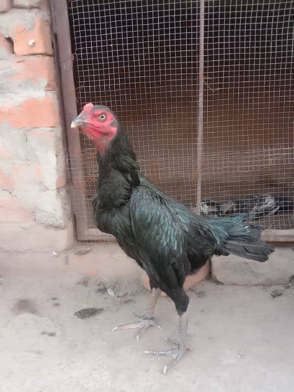 Imported Hens/High Quality Blood Line 4