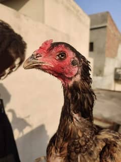 Imported Hens/High Quality Blood Line