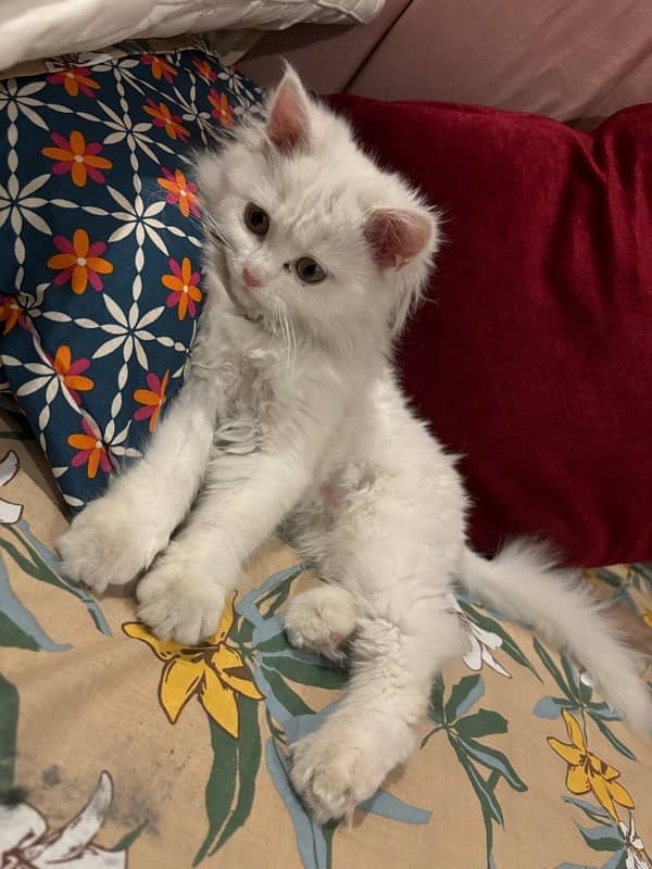 Triple Coat Persian Kitten 4 Month 1