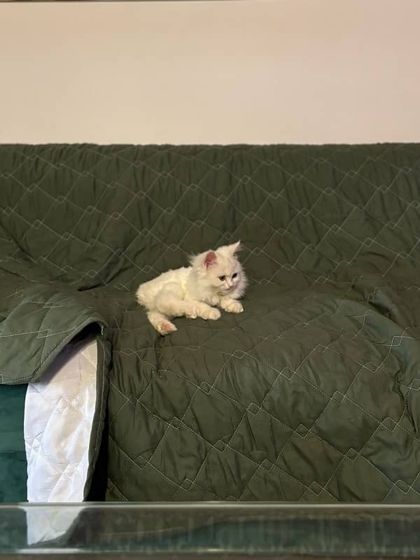 Triple Coat Persian Kitten 4 Month 2