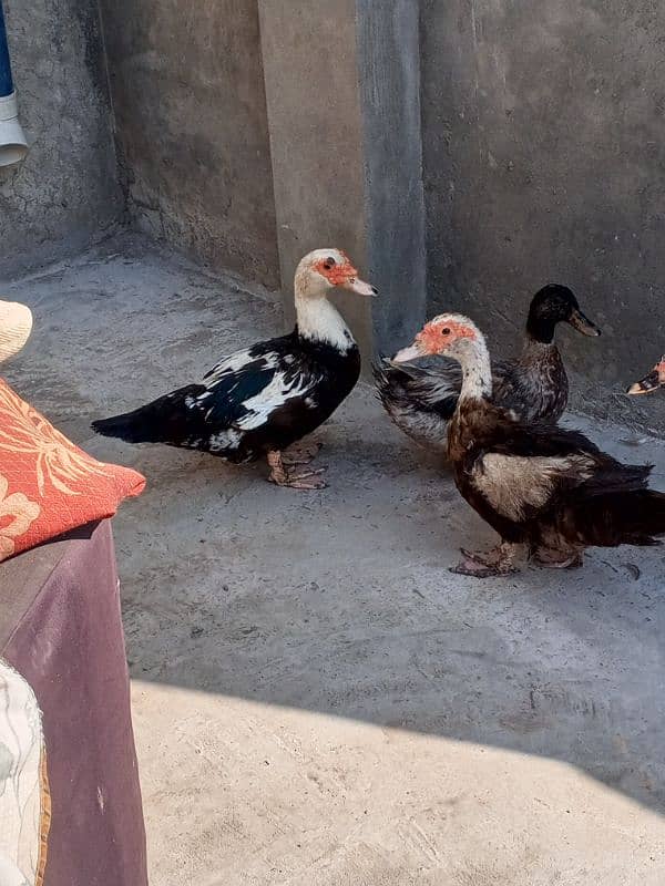 moscovy duck/duck for sale 0