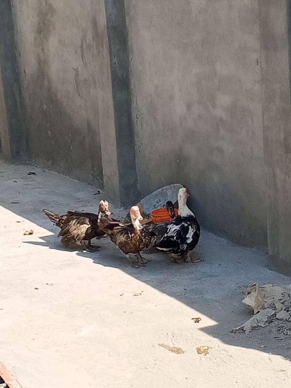 moscovy duck/duck for sale 2