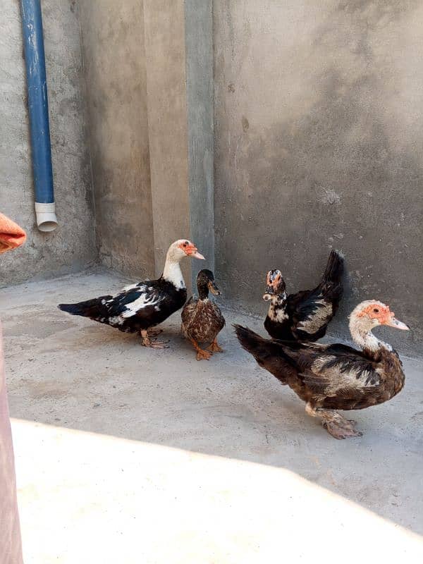 moscovy duck/duck for sale 3