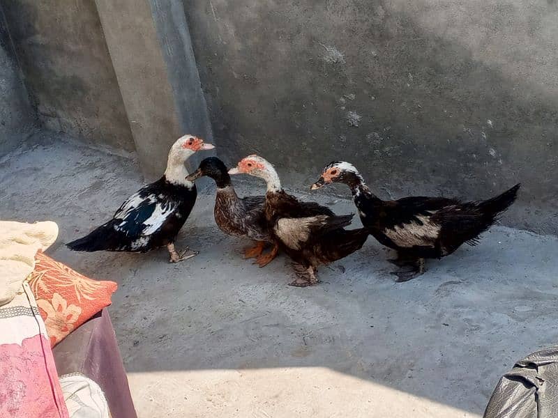 moscovy duck/duck for sale 4