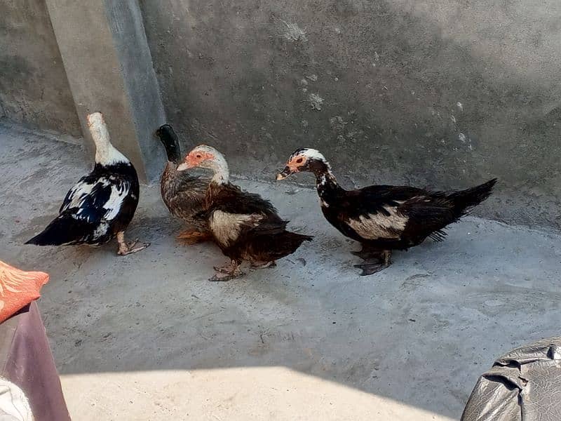 moscovy duck/duck for sale 5