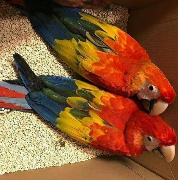 red macaw 1