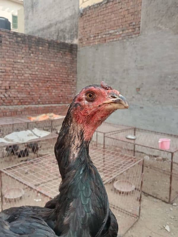 Imported Hens/High Quality Blood Line 6