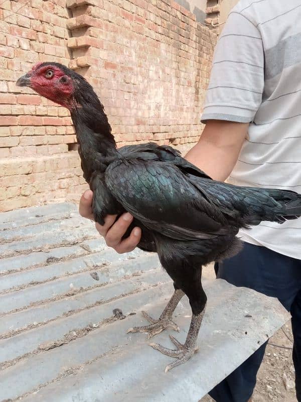 Imported Hens/High Quality Blood Line 9