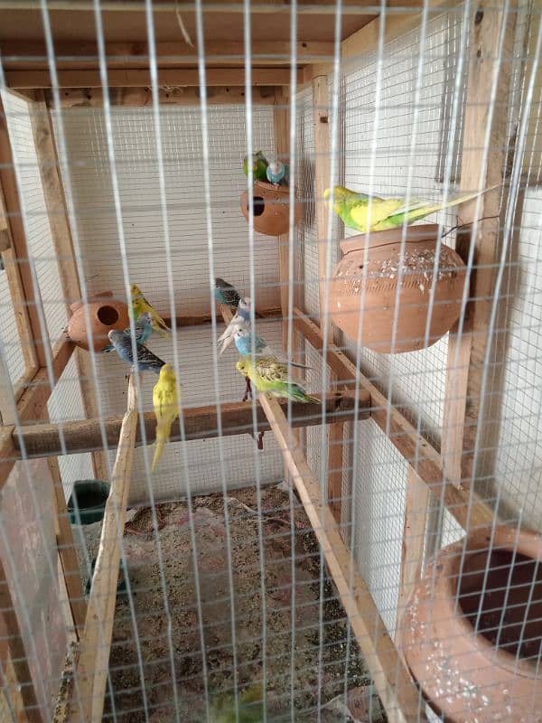 Budgies for sale with cage 1