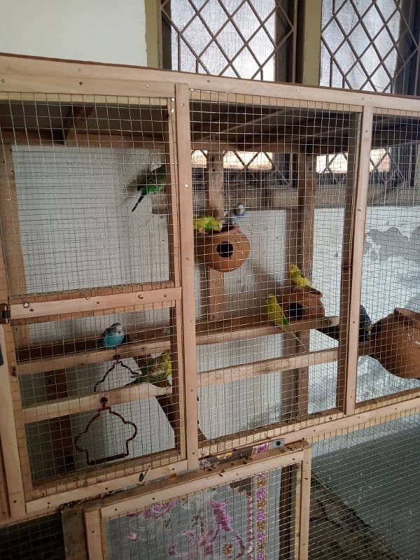 Budgies for sale with cage 2