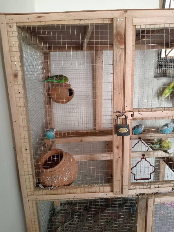 Budgies for sale with cage 3