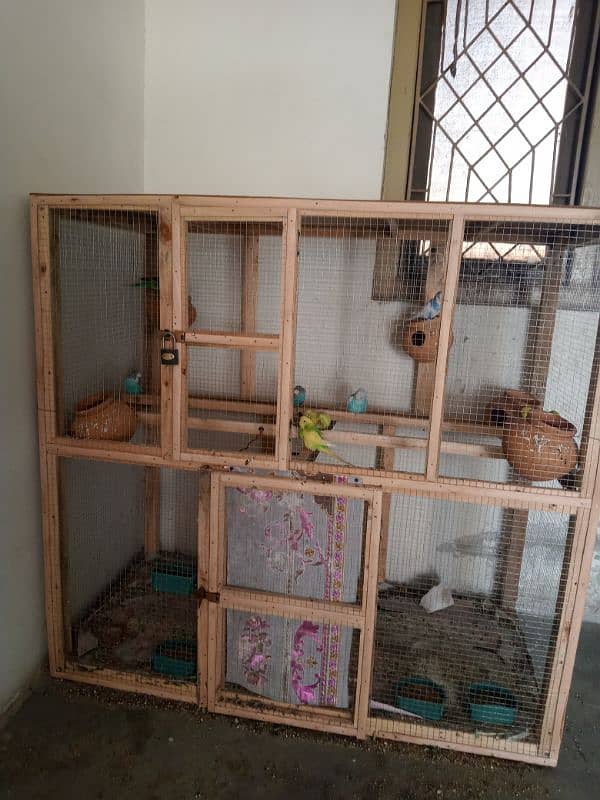 Budgies for sale with cage 4