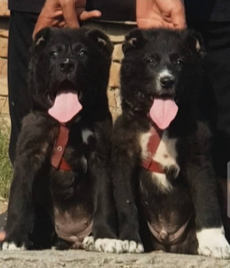 Afghani Bakharwal Dog | Afghani Bakharwal Pair 0