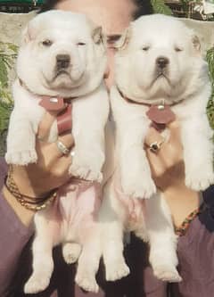 Alabai pair | Alabai Breed | Alabai Puppies | Alabai Pair