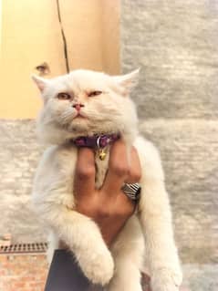 Persian Cat