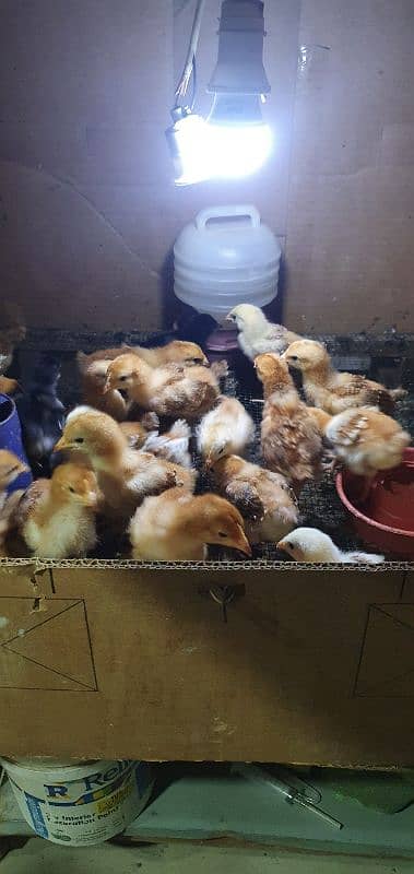 (Read description plz)-RIR CHICKS-RIR HEN- FANCY HEN CHICKS 0