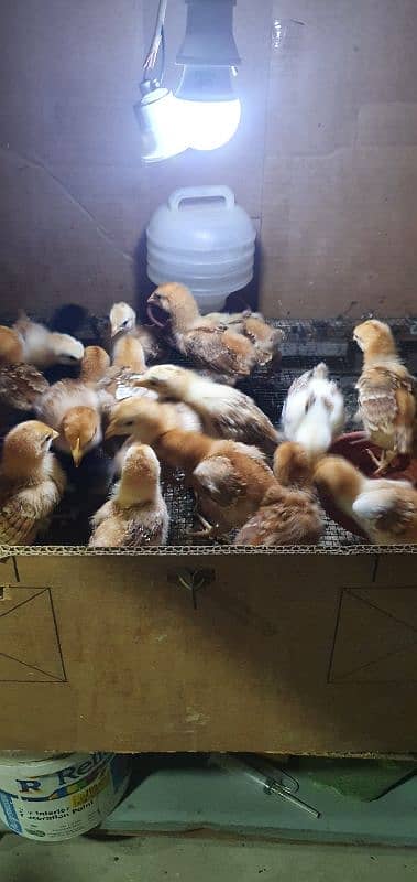 (Read description plz)-RIR CHICKS-RIR HEN- FANCY HEN CHICKS 1