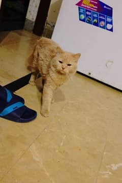 Cute Persian Cat for Sale!