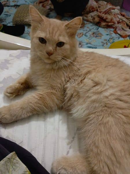 Cute Persian Cat for Sale! 1