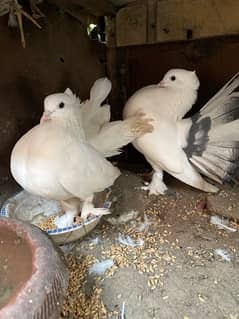 Lakkay fancy English fantail pure white female white black mix male