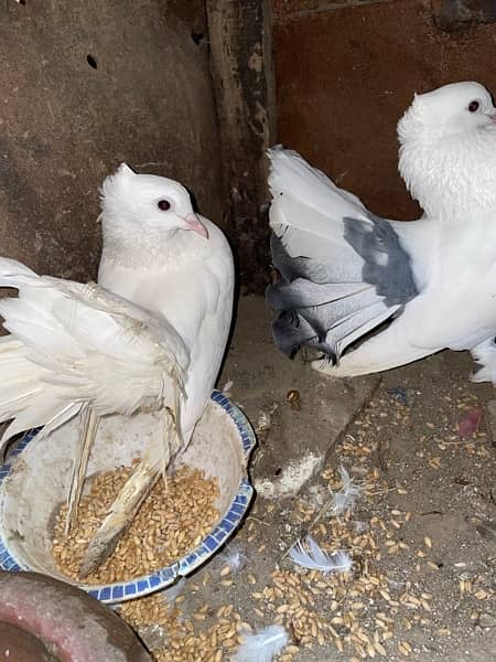 Lakkay fancy English fantail pure white female white black mix male 1