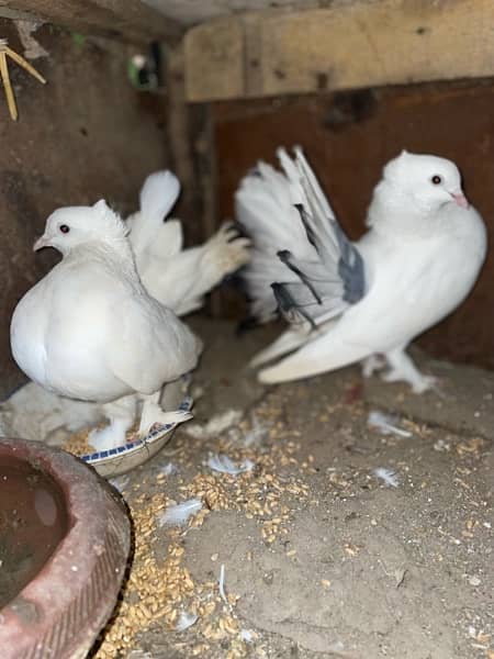 Lakkay fancy English fantail pure white female white black mix male 2