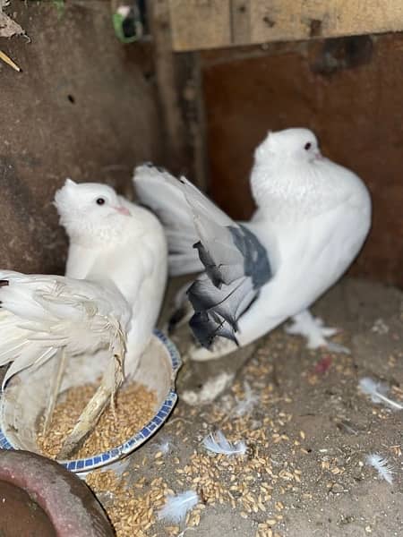 Lakkay fancy English fantail pure white female white black mix male 3