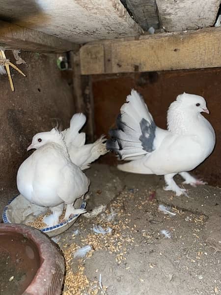 Lakkay fancy English fantail pure white female white black mix male 4