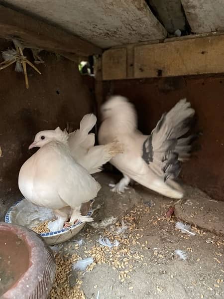 Lakkay fancy English fantail pure white female white black mix male 5