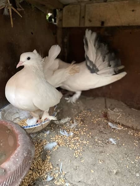 Lakkay fancy English fantail pure white female white black mix male 6