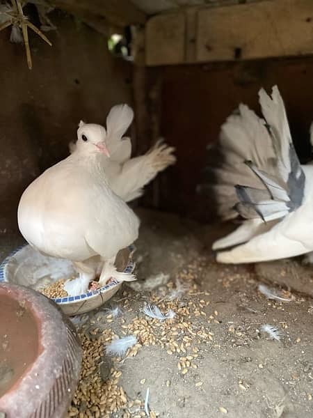 Lakkay fancy English fantail pure white female white black mix male 7