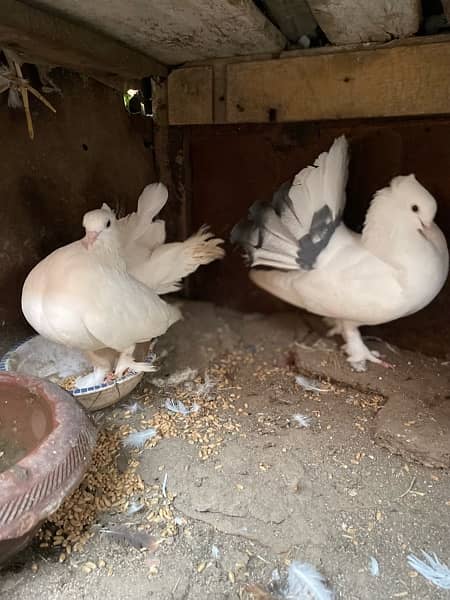 Lakkay fancy English fantail pure white female white black mix male 8