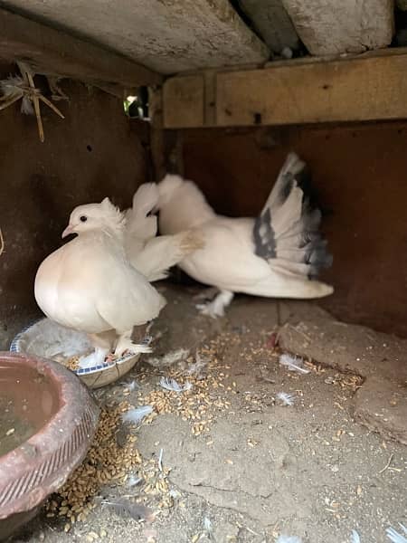 Lakkay fancy English fantail pure white female white black mix male 9