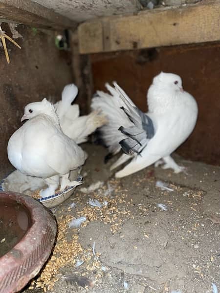 Lakkay fancy English fantail pure white female white black mix male 10