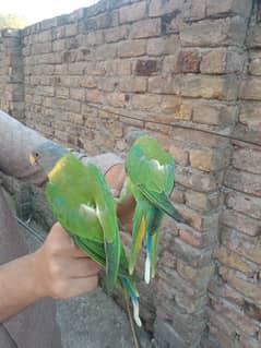 Plum head parrot