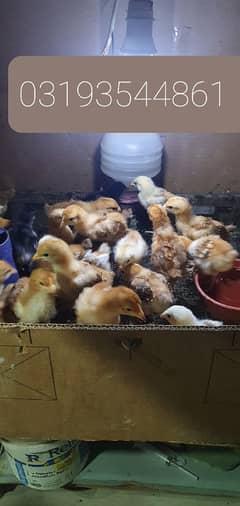 (Read description plz)-RIR CHICKS-RIR HEN- FANCY HEN CHICKS