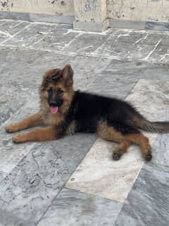 German shepherd puppy long coat pedigree