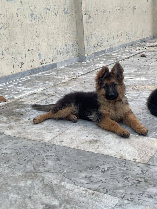 German shepherd puppy long coat pedigree 1