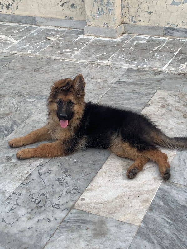 German shepherd puppy long coat pedigree 2