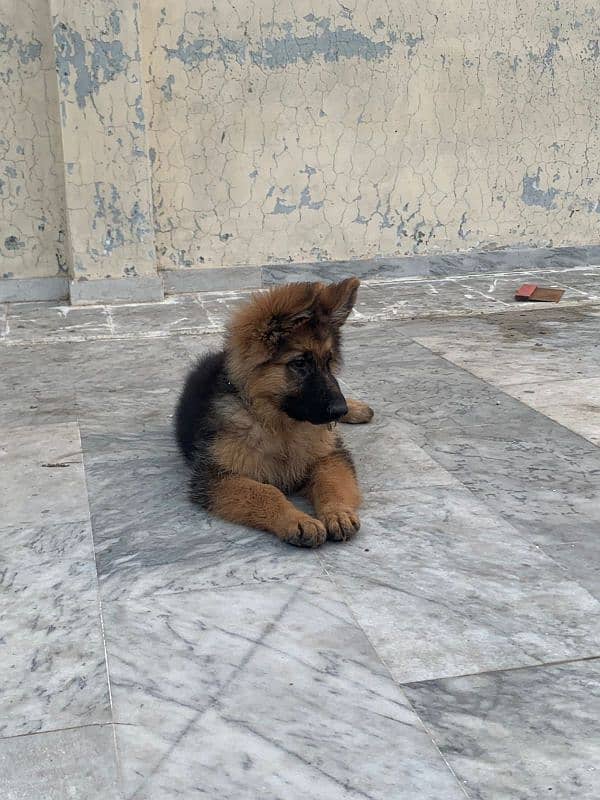 German shepherd puppy long coat pedigree 3