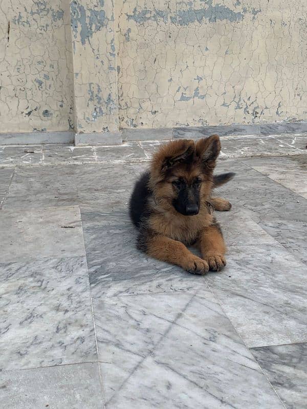 German shepherd puppy long coat pedigree 4